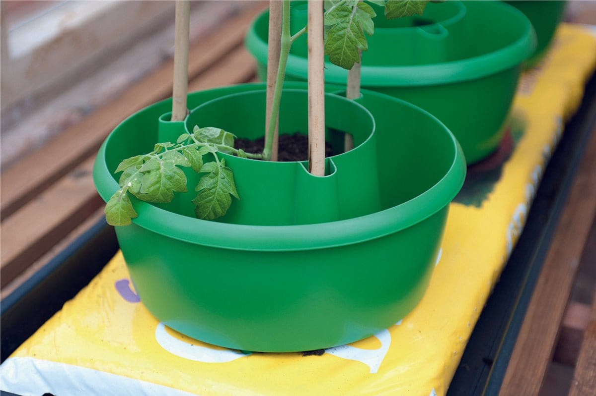 Plante krave. 3 stk - Blomsterverden